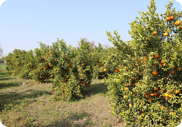 Información de tu cultivo